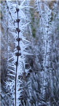 bijela lavanda